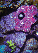 NEPTUNE SYSTEMS PMK PAR MONITORING KIT