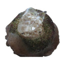 SEACHEM REEF GLUE UNDERWATER